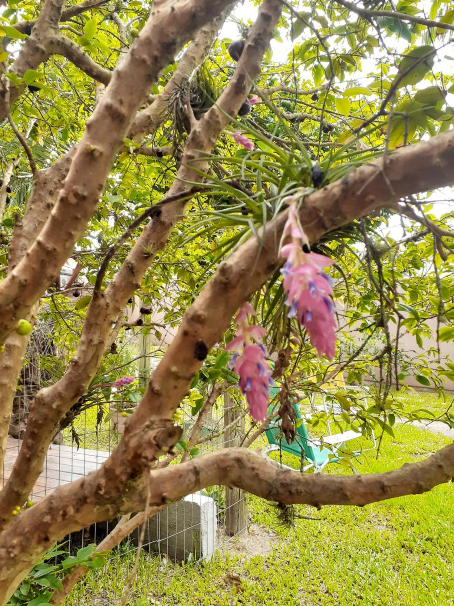 بنها Jabuticasa Cabana De Madeira Na Praia المظهر الخارجي الصورة